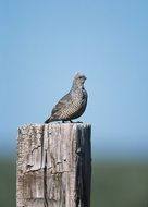 charming Perched Post Bird