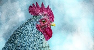 Head of the cock
