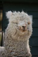 portrait of a funny white alpaca