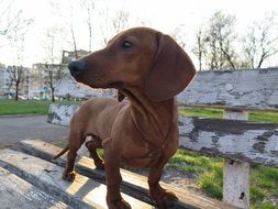 Brown Dachshund puppy