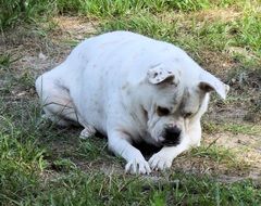 White fat Bulldog