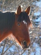 horse head on a wood background