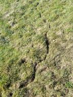 animal path on the meadow