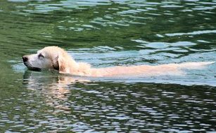 the dog is swimming in the water