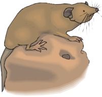 drawing of a cute brown mole on the stone
