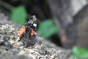 macro view of butterfly in the wild forest