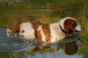 hunting dog is on the trail