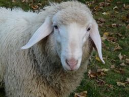 portrait of domestic sheep among nature
