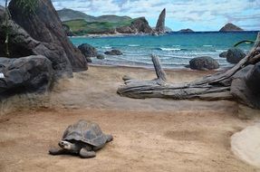 turtle on the background of the blue lagoon