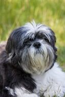 Shih Tzu Dog