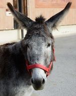 donkey head in red bridle