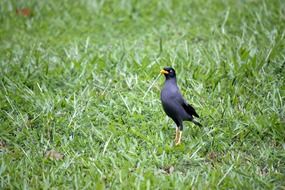 Myna or bird starling on a grass