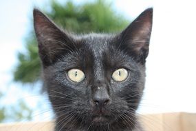 portrait of a black kitten among nature