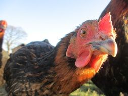 brown Hen stretchs out head