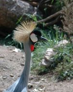 crested bird near stones