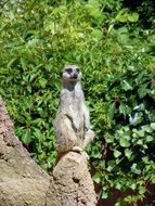 meerkat standing on a stone near the green bush