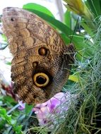 wild butterfly in the botanical garden