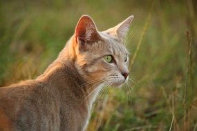 domestic cat with green eyes sitting in the evening