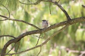 female sparrow sitting on pine branch