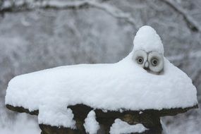 owl in white snow on the water