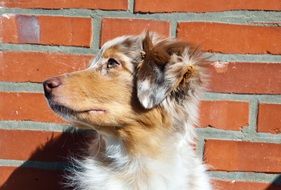 Australian Shepherd dog against the backdrop of a brick wall