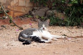 striped cat is on the sand