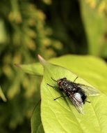 sitting fly on a green leaf in nature