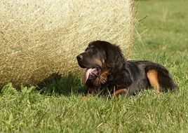 the dog lies near a bale of straw
