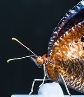 closeup of a just hatched butterfly