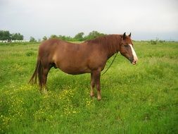 charming Stallion horse on green meadow