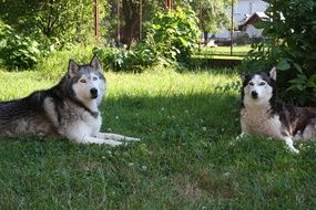 Two beautiful huskies