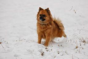 Pointed Tip Dog
