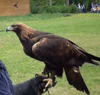 large bird of prey on the hand of a man in adler