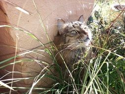 Feline sitting in a grass