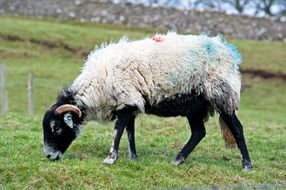 Black and white sheep on the farm