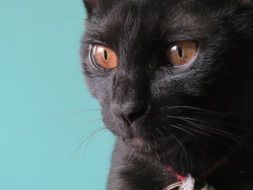 portrait of black cat with brown eyes