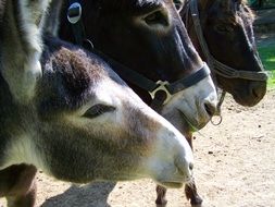 heads donkeys on a farm