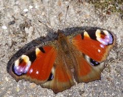 peacock Butterfly with open wings on ground