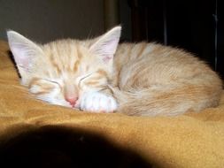 sleeping ginger kitten