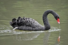 beautiful Black Swan