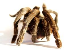 tarantula close up