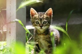 charming baby kitten