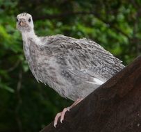 Guinea Keet