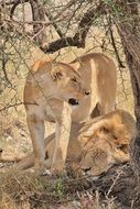 lions near a tree in africa