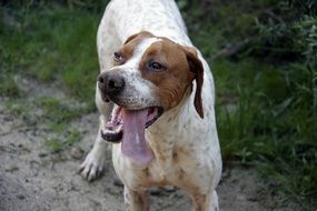 the dog is standing with his tongue out