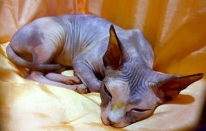 Photo of the sphinx cat