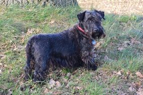 Cesky terrier with a red collar on the grass