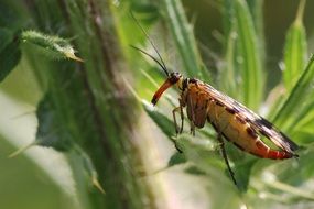 Colorful big beetle among the plants in macro