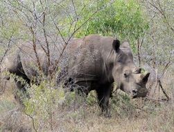 Big rhino in the wildlife in Africa