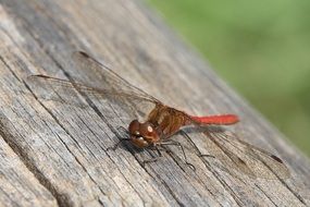 beautiful and cute Dragonfly Red Macro